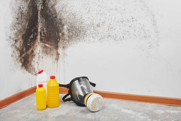 Best Mold Removal Company Near Me  in Mount Prospect, IL