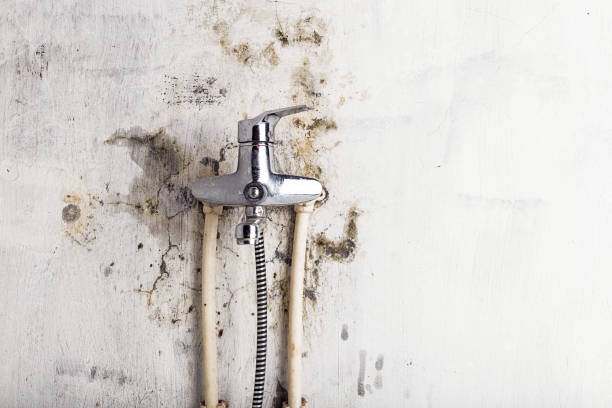 Professional Mold Removal in Mount Prospect, IL