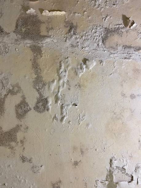 Best Mold Cleaning Services  in Mount Prospect, IL
