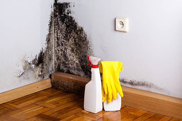 Best Local Mold Removal Service  in Mount Prospect, IL