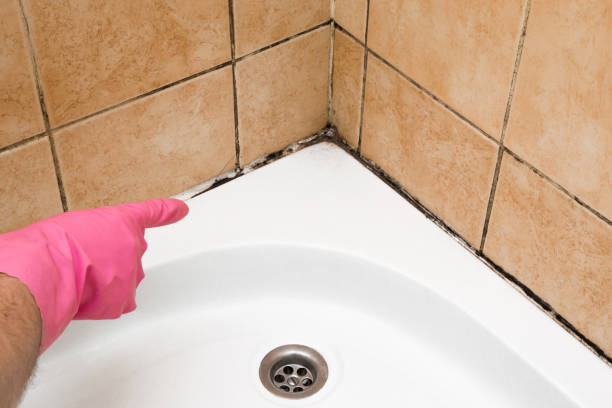 Best Mold Testing and Removal  in Mount Prospect, IL